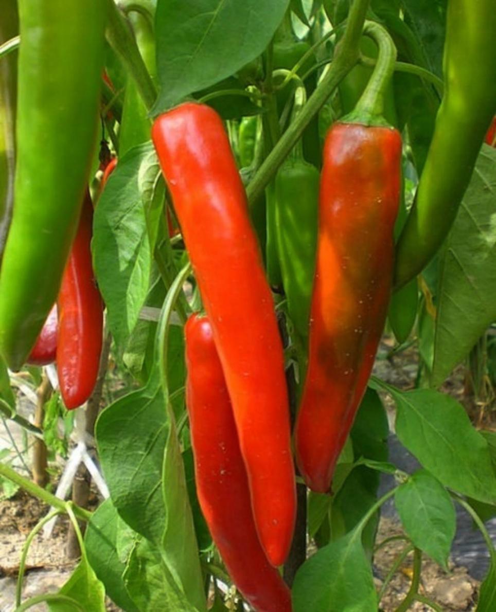 Oh Italy, what an interesting culture you have!